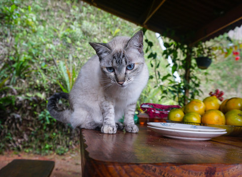 Cute blue eyed cat playing on the breakfast table, gardened background