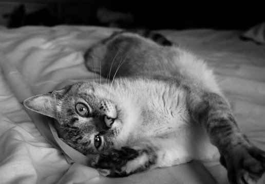 Close-up of a cute cat stretching after a nap in the bed, black and white shot