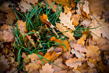 Wet fallen oak leaves with water drops on ground in forest.
