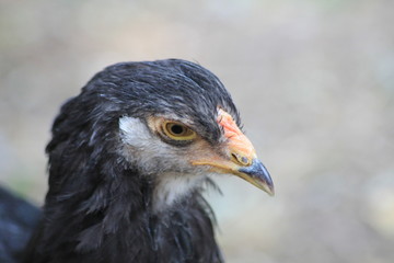 Brahma huhn