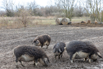 Mangaliza Pigs