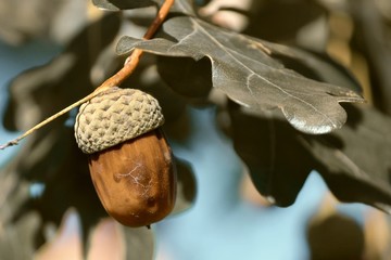braune Eichel am Baum