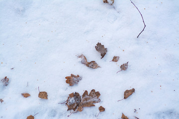 Yellow, autumn leaves on the ground sprinkled with snow