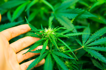Medicinal indica with CBD. Cannabis at the beginning of flowering. Green background of leaves....