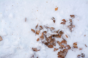 Yellow, autumn leaves on the ground sprinkled with snow