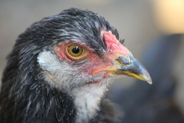 Brahma