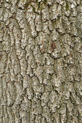 Baumrinde