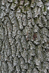 Baumrinde