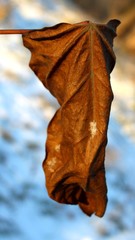 Fine structure of the dry catalpa leaf (Catalpa bignonioides)