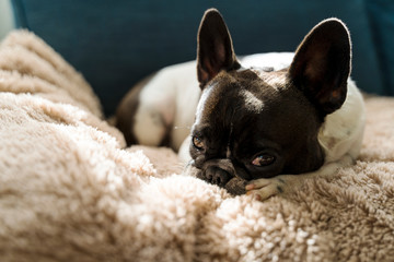 Dog of the French bulldog breed, black and white, laying on top of a beige long-haired blanket, on top of the sofa.