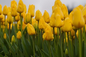 spike flower meadow