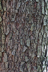Baumrinde
