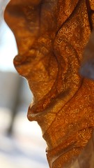 Fine structure of the dry catalpa leaf (Catalpa bignonioides)