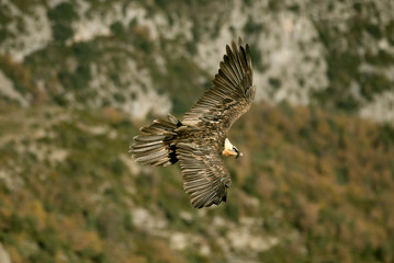 Lammergeier. Gypaetus barbatus