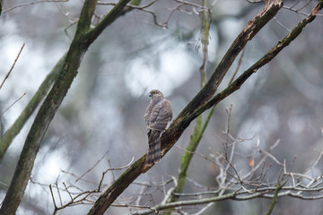 Eurasian Sparrowhawk (Accipiter nisus).
