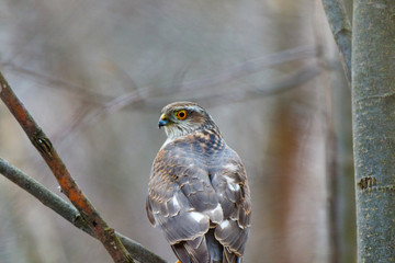 Eurasian Sparrowhawk (Accipiter nisus).