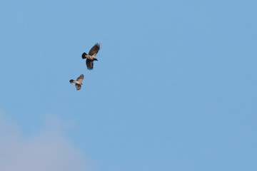 Eurasian Sparrowhawk (Accipiter nisus).