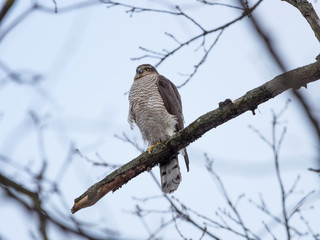 Eurasian Sparrowhawk (Accipiter nisus).