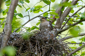 Eurasian Sparrowhawk (Accipiter nisus).