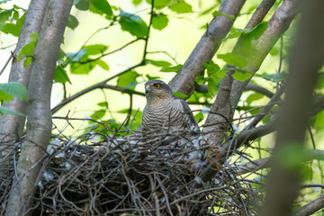Eurasian Sparrowhawk (Accipiter nisus).