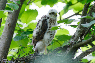 Eurasian Sparrowhawk (Accipiter nisus).