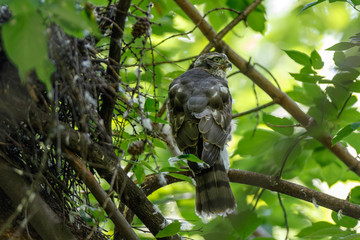 Eurasian Sparrowhawk (Accipiter nisus).