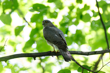 Eurasian Sparrowhawk (Accipiter nisus).