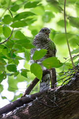 Eurasian Sparrowhawk (Accipiter nisus).