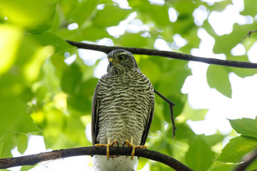 Eurasian Sparrowhawk (Accipiter nisus).