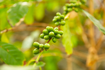 Close-Up Of Fresh Coffee Fruits Growing In Farm