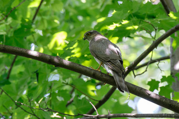 Eurasian Sparrowhawk (Accipiter nisus).