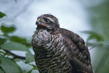 Eurasian Sparrowhawk (Accipiter nisus).