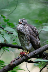 Eurasian Sparrowhawk (Accipiter nisus).