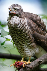 Eurasian Sparrowhawk (Accipiter nisus).