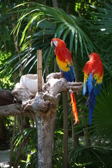 Macaw
