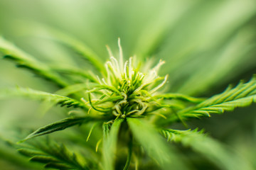 Medicinal indica with CBD. Young cannabis plant. In door grow hemp. Cannabis at the beginning of...