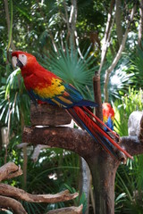 Macaw