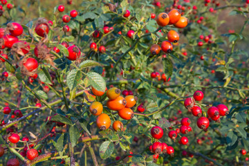 Escaramujos o fruto de rosa silvestre