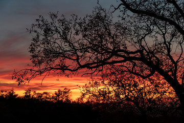 Tree without leaves against the light, at sunset, with orange, yellow and blue colors.