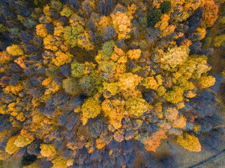 Autumn forest aerial drone view.