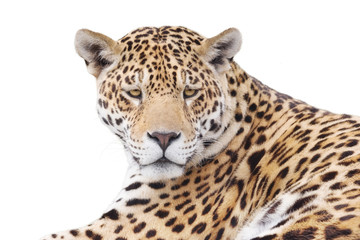 Fototapeta na wymiar Powerful leopard isolated on white background