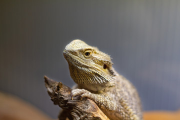 Iguana