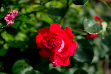 Red rose