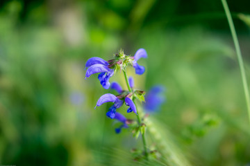 Flower bokeh
