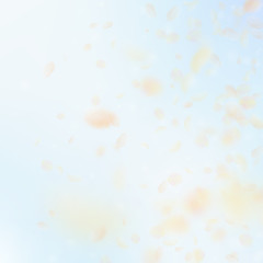 Yellow orange flower petals falling down. Wonderfu
