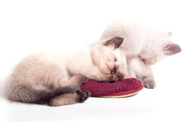 Two kittens of color point play with slippers