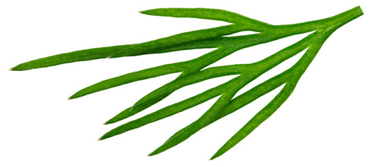 Obraz premium fresh green dill isolated on white background. macro