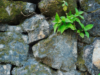 plant on the stones