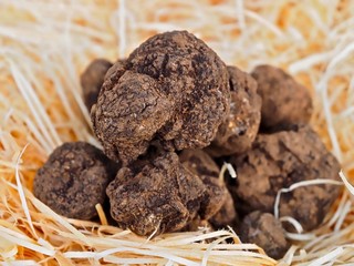 Makro von frischem Trüffel