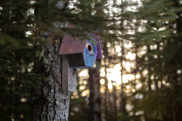 Old birdhouse in forest
